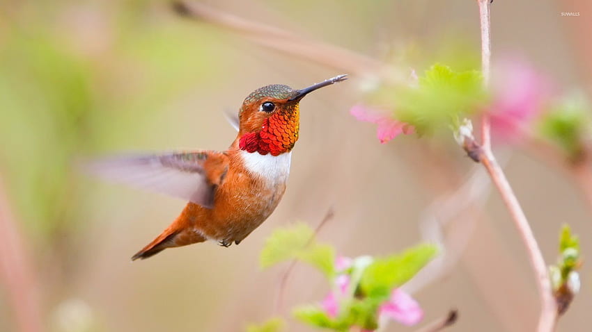 Collezione volante colibrì arancione, colibrì carino Sfondo HD