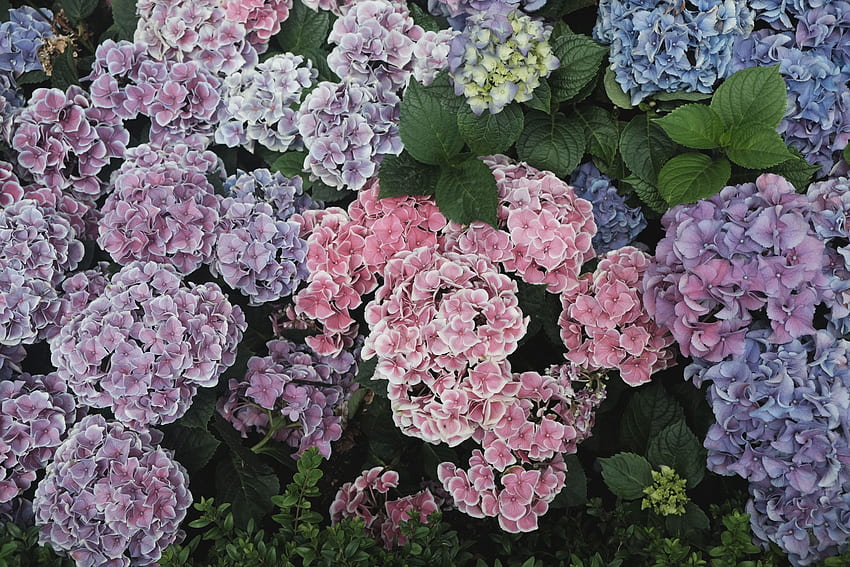 Kwiaty, Klomby, Kwietniki, Florystyka, Hortensje Tapeta HD
