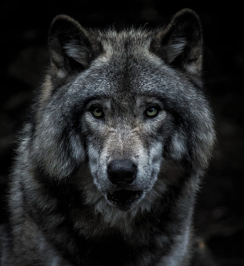 Wolf : [HQ], Gray Nature HD phone wallpaper