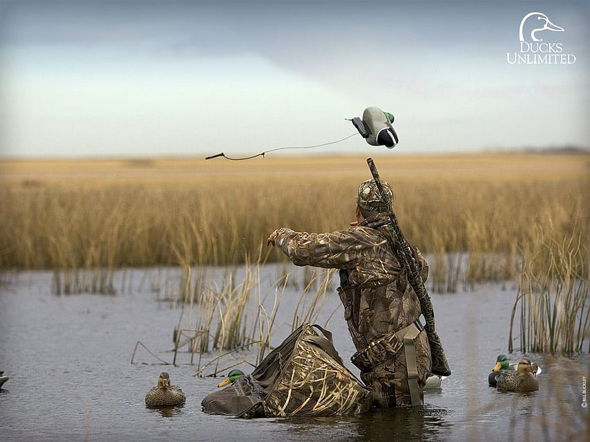 DU Hunting, Duck Hunting HD wallpaper