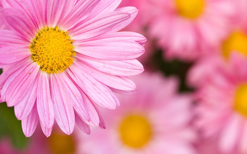 ดอกเดซี่สีชมพู สีชมพู เดซี่ สีเหลือง ดอกไม้ ธรรมชาติ ฤดูใบไม้ผลิ ความงาม วอลล์เปเปอร์ HD