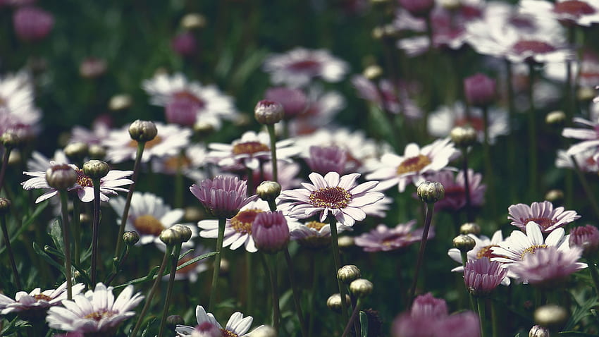 Marguerite Flowers Chromebook, Dell Fleur Fond d'écran HD
