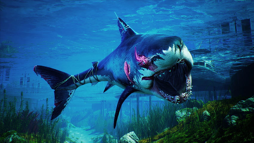 Maneater Blue White Shark HD wallpaper