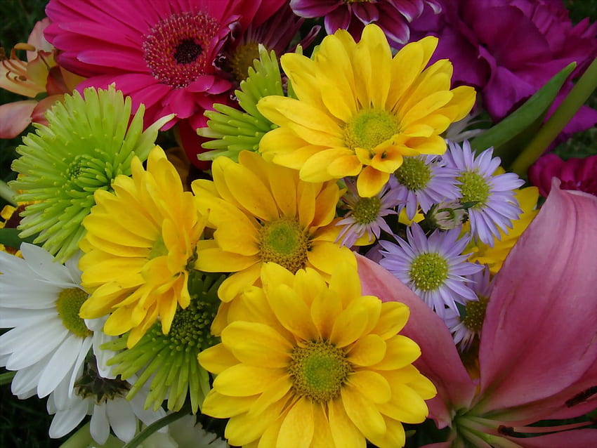 Flowers, Chrysanthemum, Gerberas, Bright, Close-Up, Bouquet, Colourful, Colorful HD wallpaper
