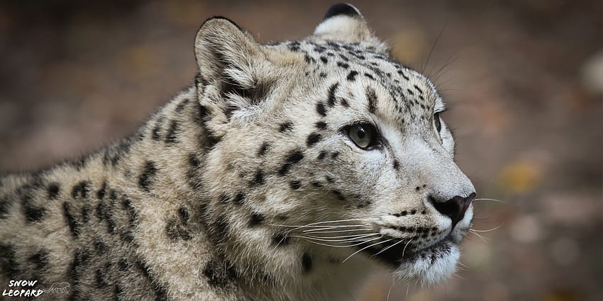 Snow Leopard Eyecandy For Your XFCE HD wallpaper