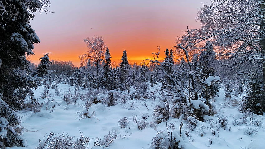 พระอาทิตย์ตกที่แองเคอเรจ ฤดูหนาว หิมะ ภูมิทัศน์ ต้นไม้ สี ท้องฟ้า อลาสก้า สหรัฐอเมริกา วอลล์เปเปอร์ HD