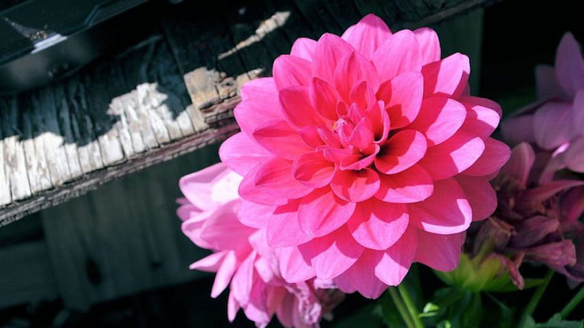 Dália Rosa, dália, rosa, natureza, flores papel de parede HD