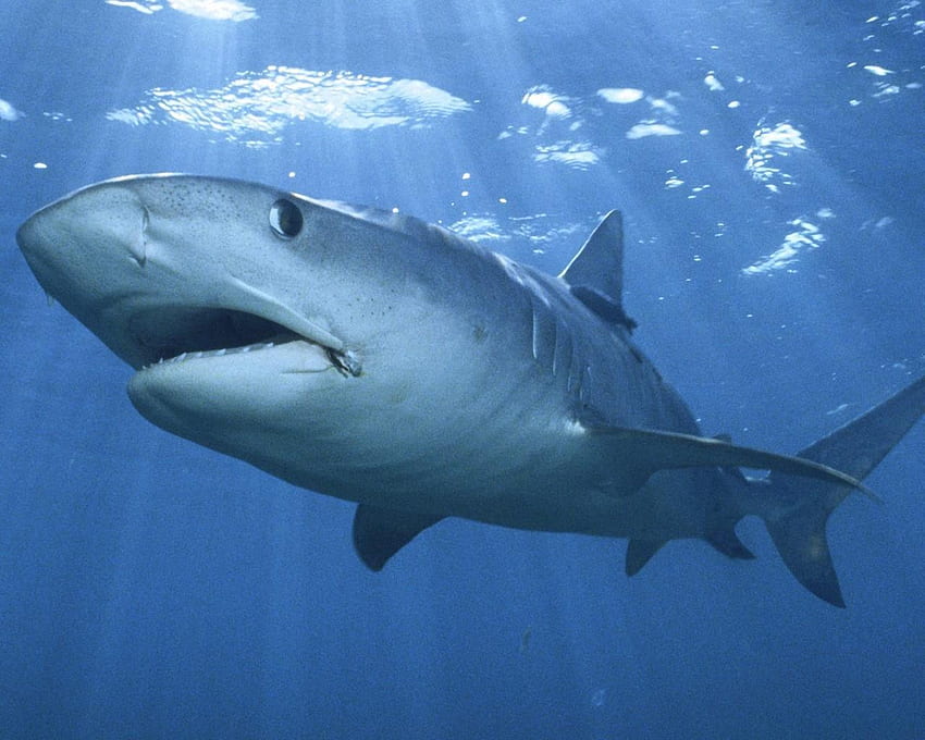 океански живот на акула, елате да поплувате, дебнете HD тапет