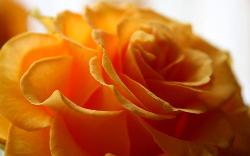 GELBE ROSE, Rose, Blütenblätter, Gelb, Blume, Makro HD-Hintergrundbild