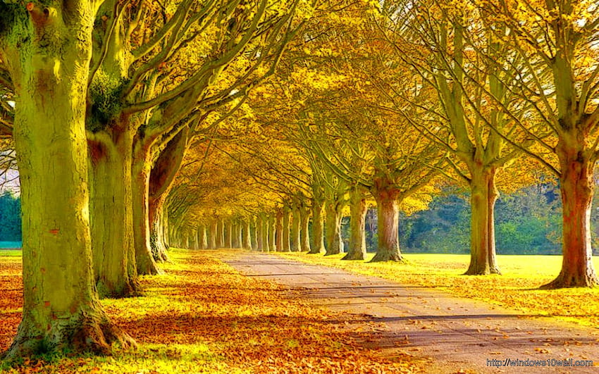 Beautiful Autumn Street - windows 10 HD wallpaper | Pxfuel