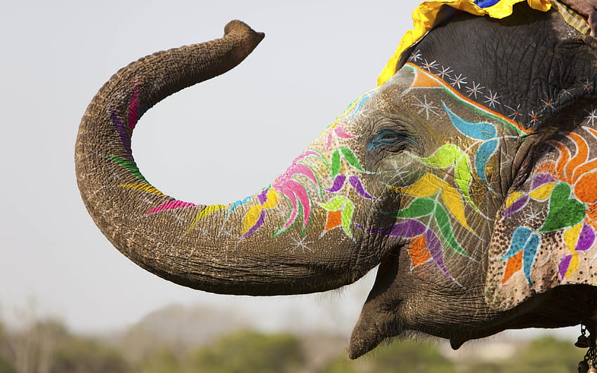 幸せ, カラフル, 動物, 象, インド, 被写界深度, 花, 絵, 祭り, 装飾, 自然 高画質の壁紙