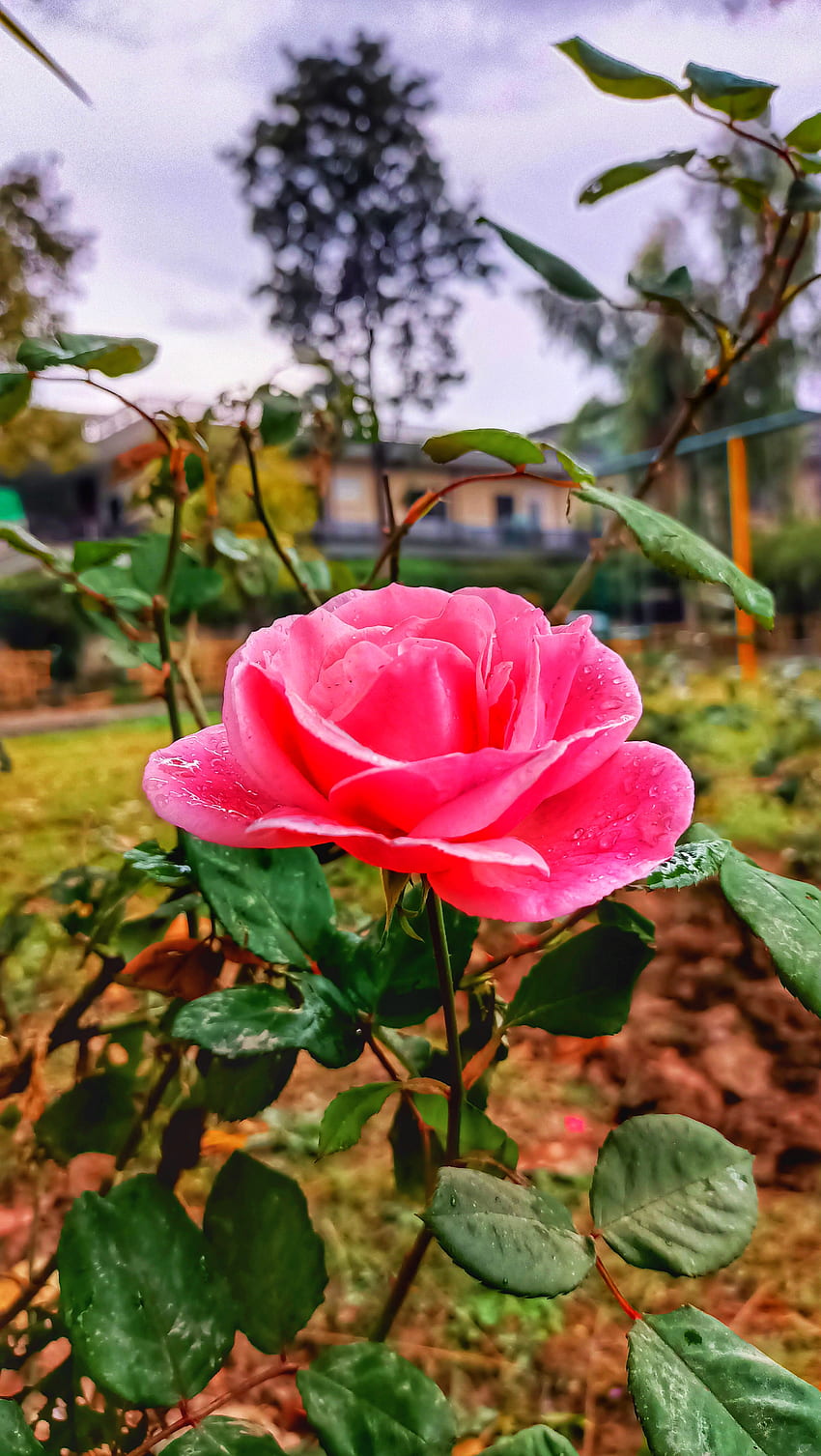 Flower, hybrid tea rose, sky HD phone wallpaper