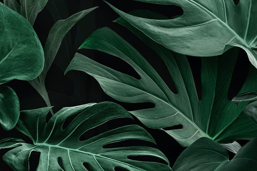 Monstera-Blätter, Monstera-Pflanze HD-Hintergrundbild