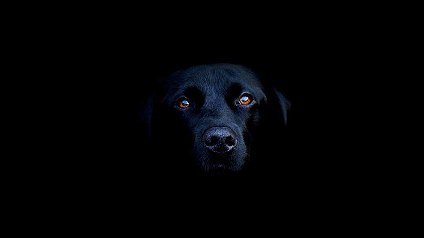 Czarny labrador Pies Zwierzęta Zwierzęta domowe [] na telefon komórkowy i tablet. Przeglądaj Czarne laboratorium. Żółte laboratorium, czarne laboratoria Tapeta HD