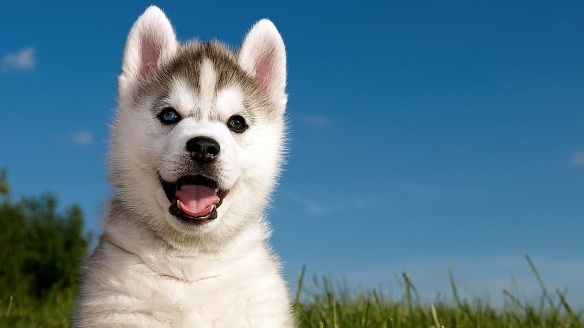 Anak anjing Siberian husky, Husky, Siberian, Bulu tebal, Anak anjing Wallpaper HD