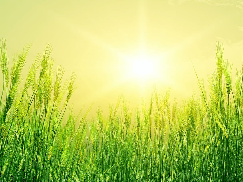 Природен пейзаж Снимка, Зелени пшеници, Ранно лято, Изгряващото слънце, Скоро ще узрее 1600X1200 1600X1200. Свят HD тапет