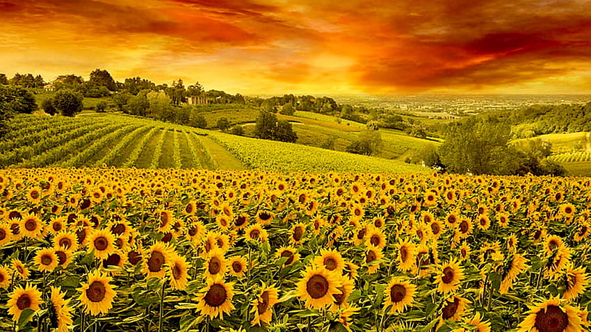 Sunflower fields - sunset, natural, beauty, sunflower, agriculture, scenery, rural, , sunset, meadows, hills, orange, landscapes, red-orange, pretty, yellow, fields, clouds, above, nature, flowers HD wallpaper