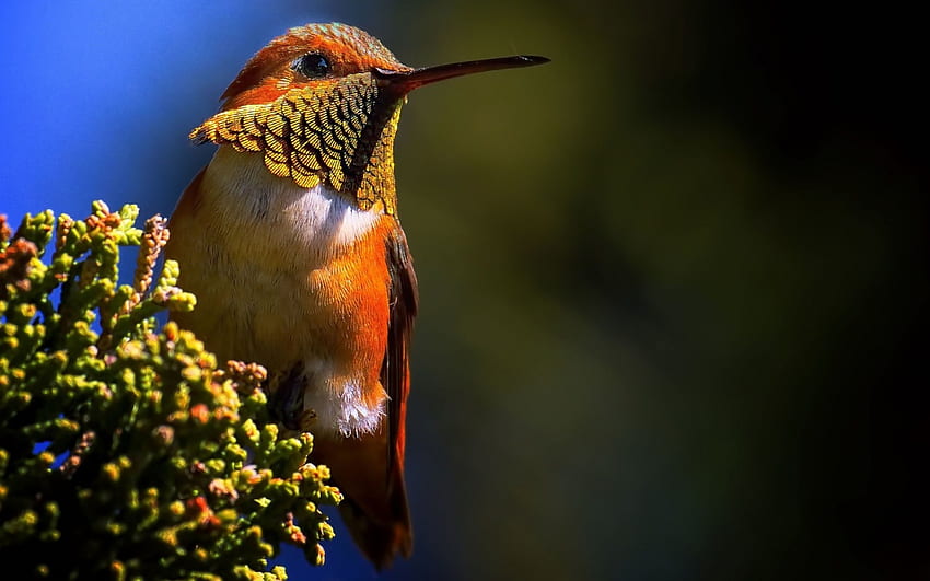 Vogel - Kolibri, Vogel, Kolibri, Himmel, Blumen HD-Hintergrundbild