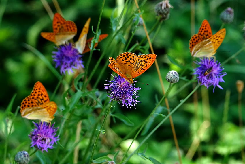 Orange butterfly, insects, meadow, spring HD wallpaper