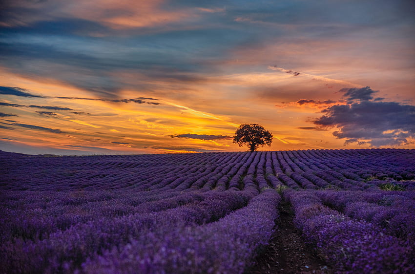 Lavender Field , Lavender Field Stock &, Sunset Lavender Field HD ...