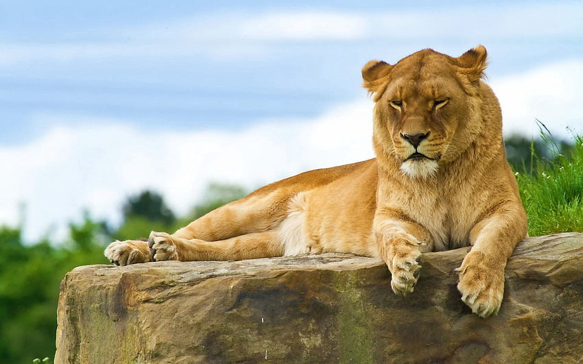 Animals, Summer, Lie, To Lie Down, Lion, King Of Beasts, King Of The Beasts HD wallpaper