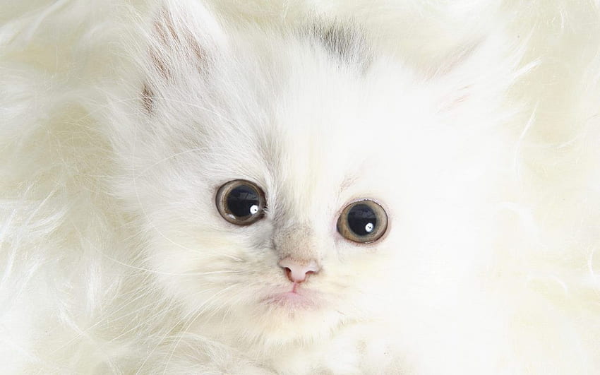 Hot, Spicy & Stuuning : Cute Kittens HD wallpaper