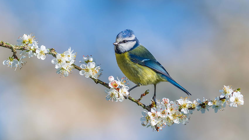 O pássaro chapim amarelo azul está parado em um galho de árvore com flores de flor branca em borrão de pássaros de fundo do céu azul papel de parede HD
