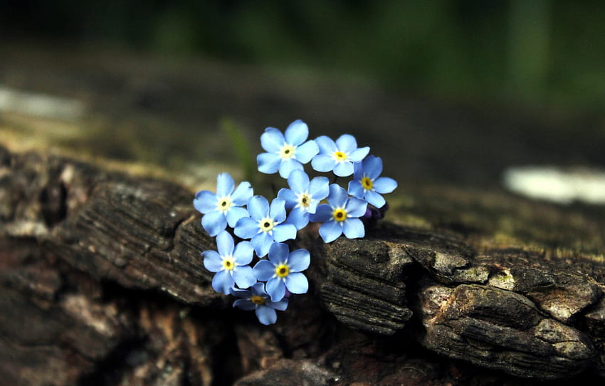 Flowers, Tree, Blue, Brown, Forget Me Nots For , Section цветы HD wallpaper