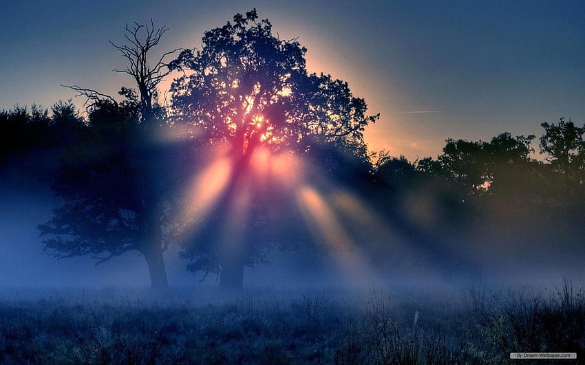 - Natureza - Neblina matinal - papel de parede HD