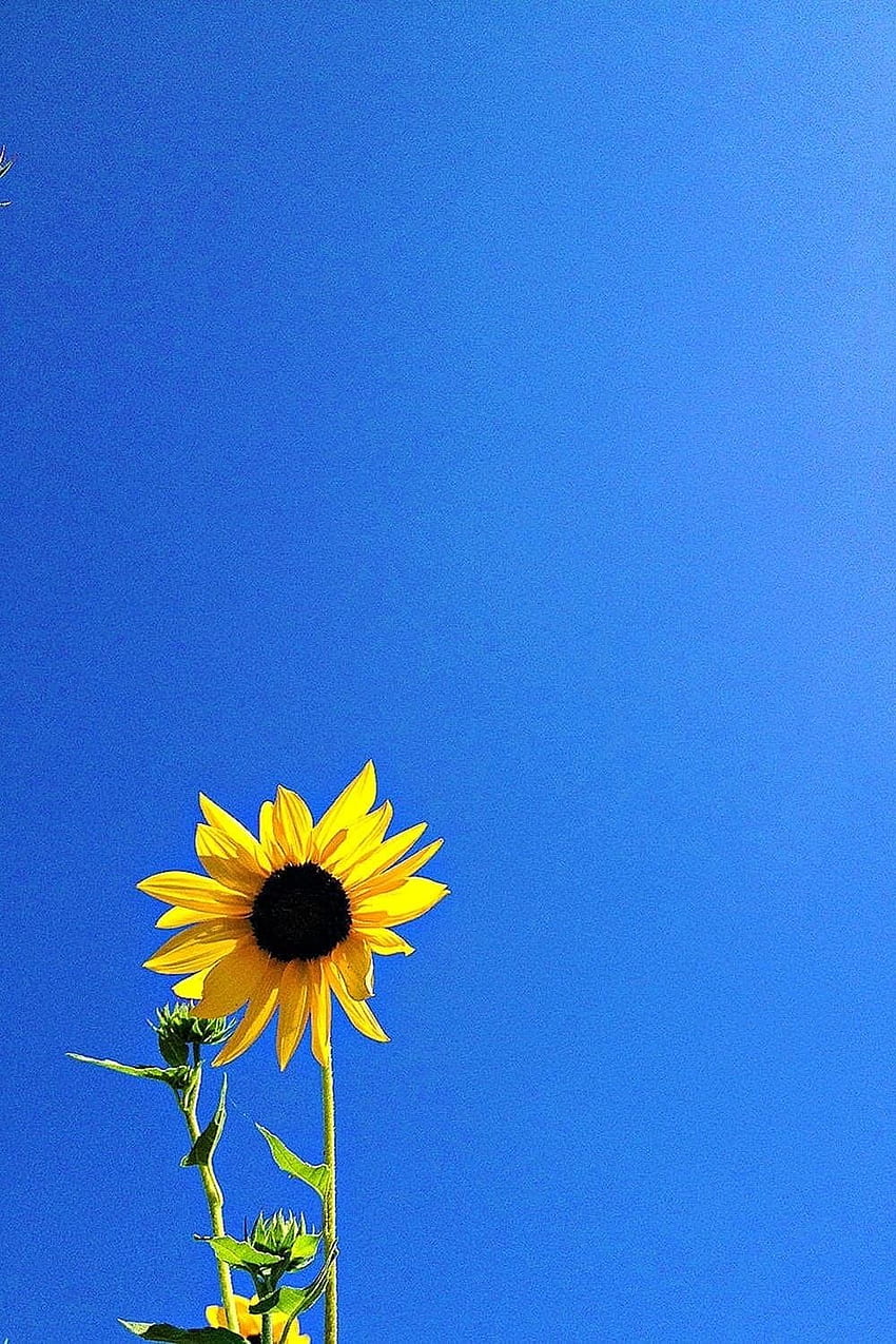 Sunflower Minimalist HD phone wallpaper