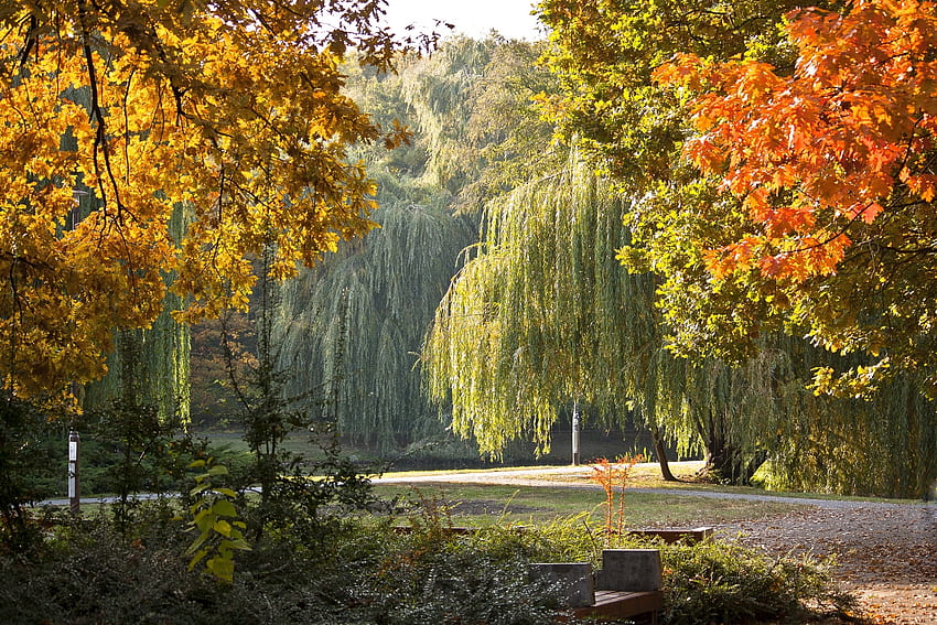 Landscape, Nature, Autumn, Park, Hungary HD wallpaper