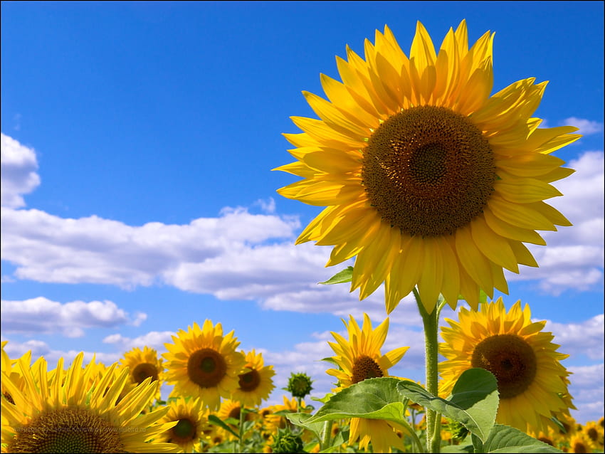 Flowers, Sunflowers, Sky, Clouds, Summer, Field HD wallpaper