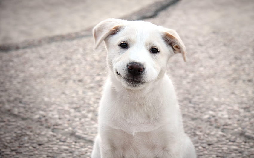Animals, Dog, Smile, Puppy HD wallpaper