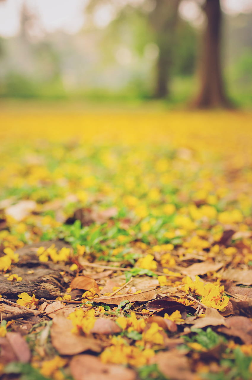 Autunno, foglie, macro, sfocatura, liscio, caduto Sfondo del telefono HD