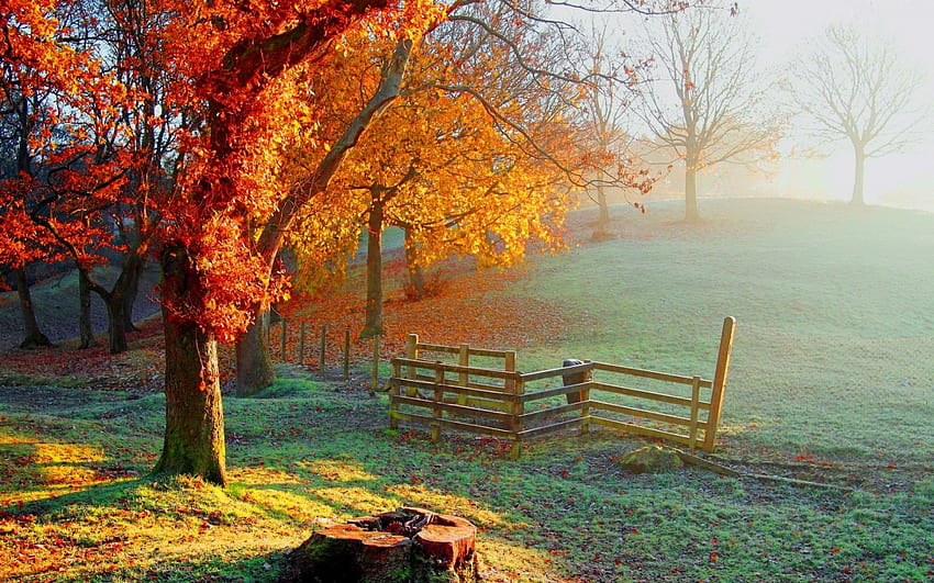 Есенна сутрин, сутрин, есен, красива, мъгла, сезон, листа, поле, ограда, дървета, есен, природа, зеленина HD тапет
