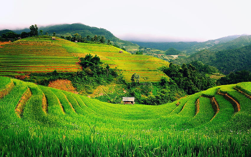 Rice Terrace and Background HD wallpaper