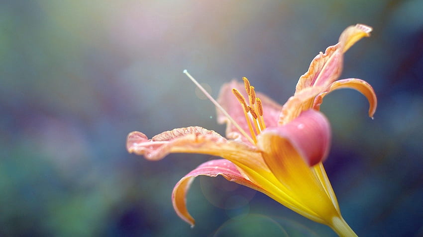 Blume, Pflanze, Makro, Lilie, Staubblätter HD-Hintergrundbild