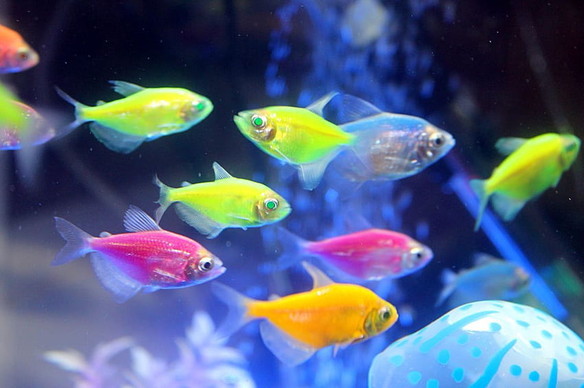 neon tetra fish. Neon tetra fish, Tetra fish, Neon tetra HD wallpaper
