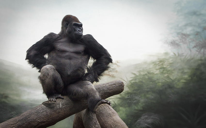 Gorille , Art de gorille Fond d'écran HD