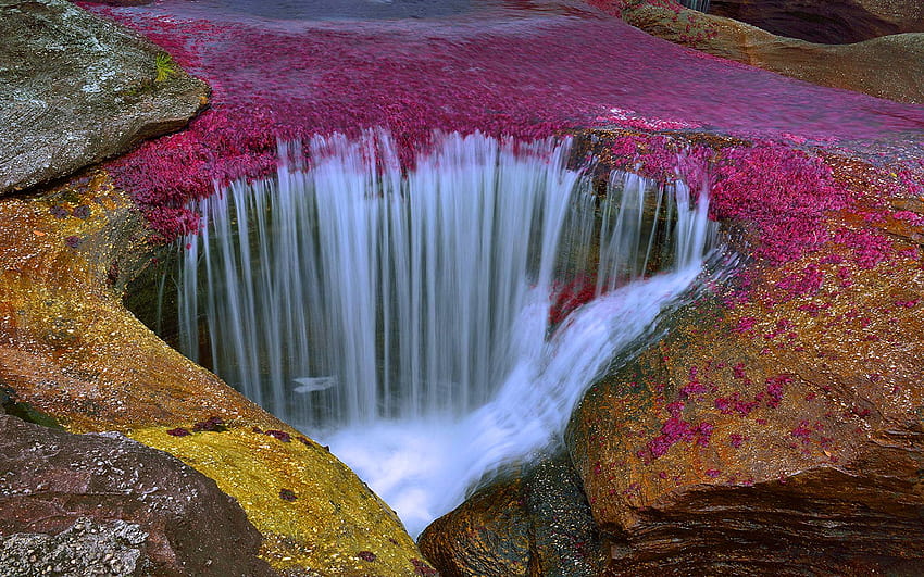 Cano Cristales River In Colombia An Amazingly Beautiful River, Unfortunately Without Fish HD wallpaper