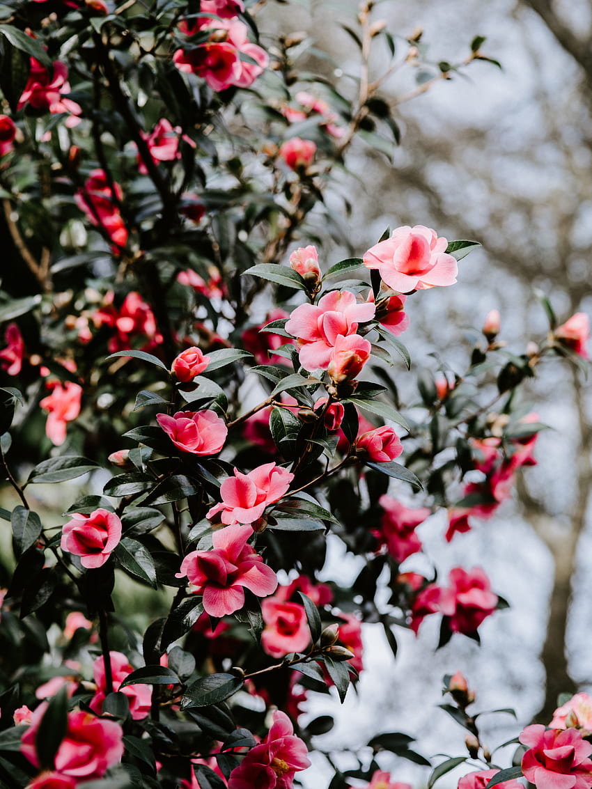 Flowers, Bush, Blur, Smooth, Bloom, Flowering, Geranium HD phone wallpaper