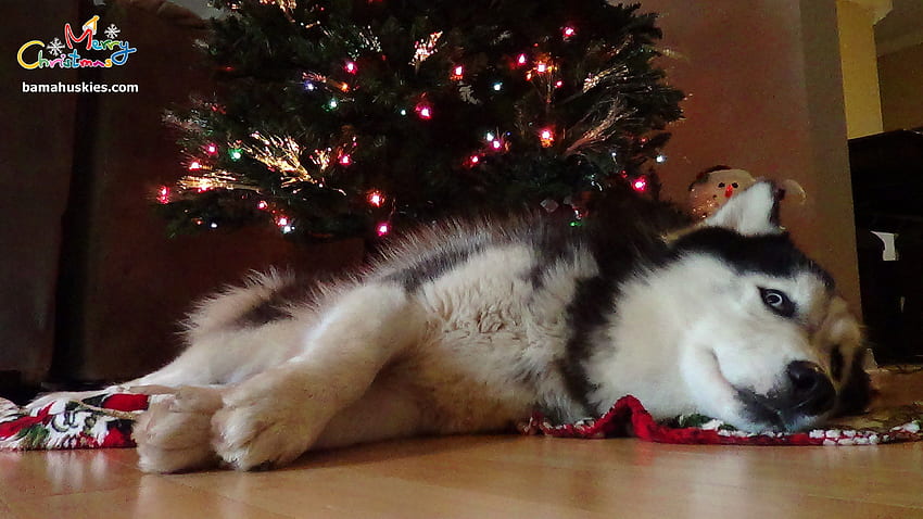 Husky siberiano de Navidad – Cachorros de husky siberiano fondo de pantalla