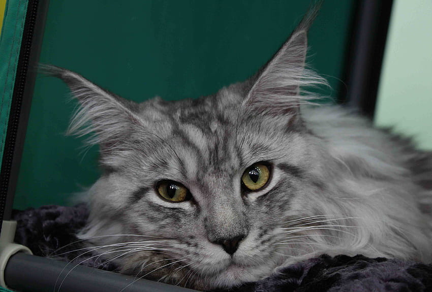 Lindo gato Maine Coon prateado e - Gatos Maine Coon prateados - e plano de fundo papel de parede HD