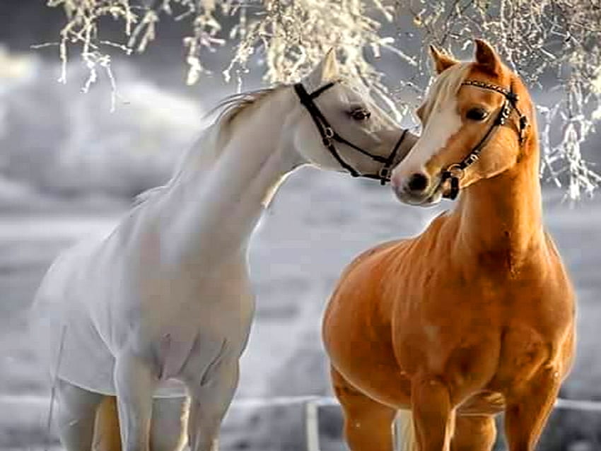 La coppia, coppia, cavallo, marrone, bianco Sfondo HD