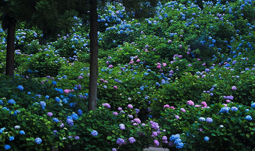 Pink & Blue Hydrangeas in Park, Hydrangeas, Flowers, Parks, Nature HD wallpaper