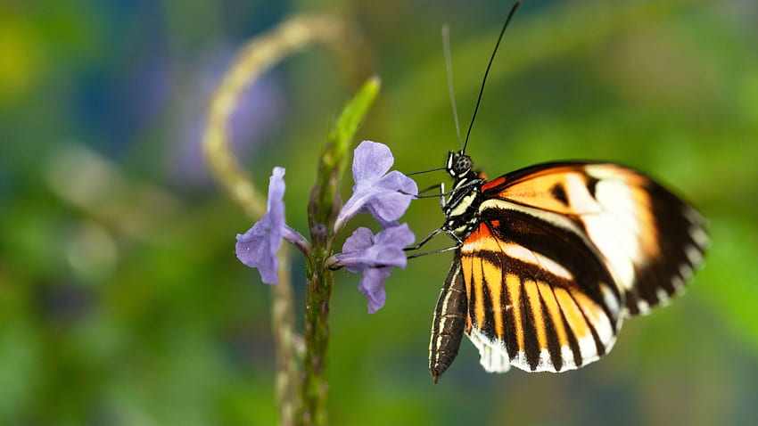 Sex Lies And Butterflies Full Episode Nature Forest Fly Butterfly Hd Wallpaper Pxfuel