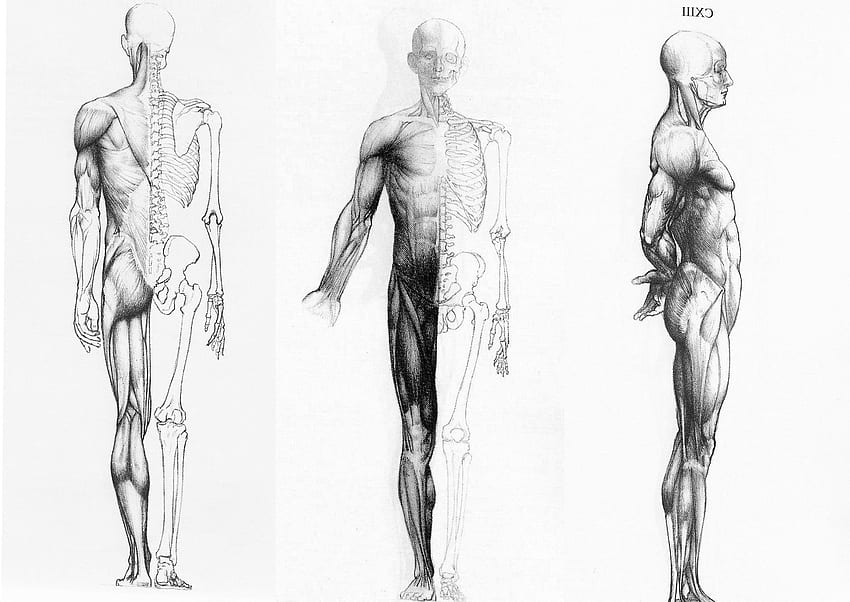 Tubuh Manusia, Anatomi 3D Wallpaper HD