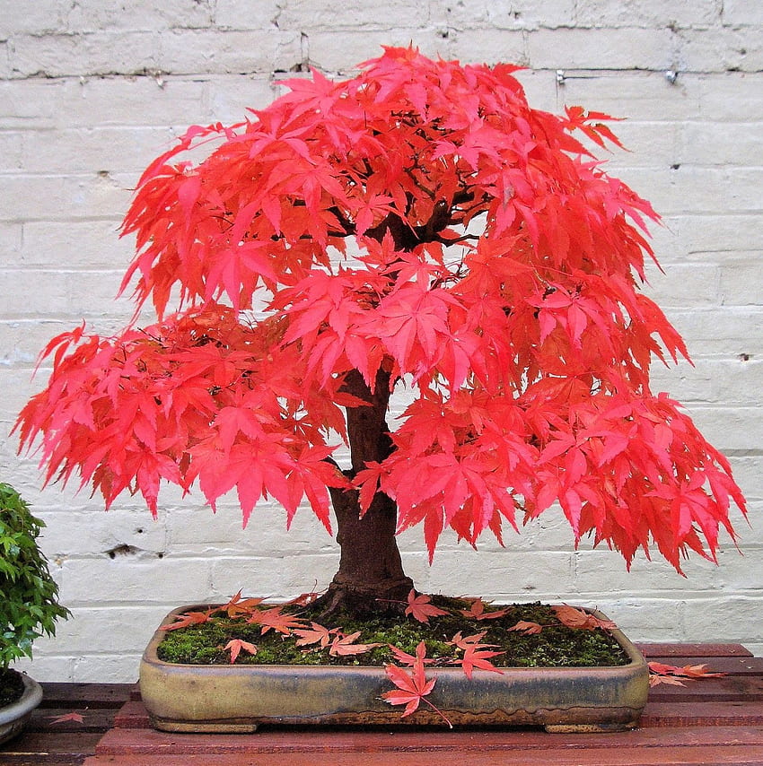 Japanese Red Maple, Great Bonsai Tree, Seeds, Grow Your Own. $4.99, via Etsy. Red maple bonsai, Japanese maple bonsai, Maple bonsai HD phone wallpaper