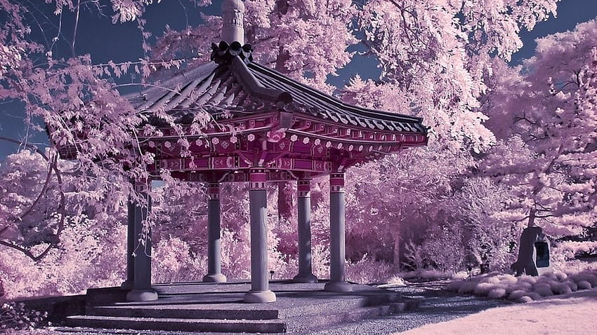 Giardino cinese del fiore di ciliegio -, albero cinese Sfondo HD