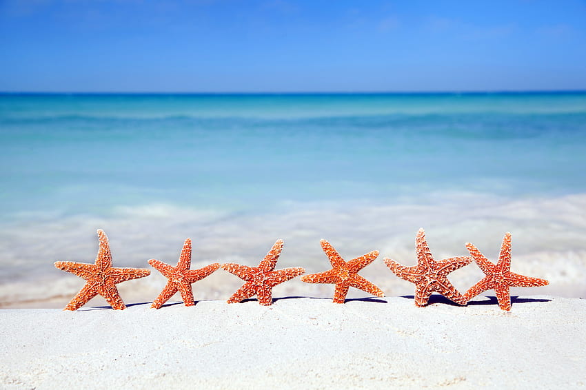 animal beach starfish 32090 [] for your , Mobile & Tablet. Explore Star Fish . Seahorse Border, Beach and Starfish , Starfish Border HD wallpaper